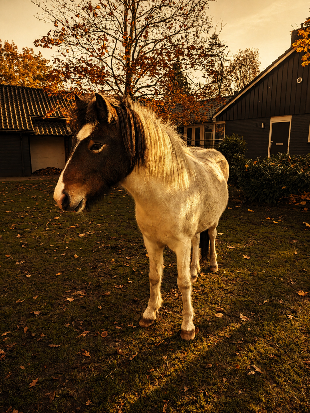Ein Pferd mit aufmerksamen Ohren auf einer Wiese